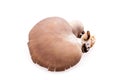 Pleurotus Mushroom Royalty Free Stock Photo