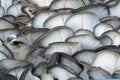 Pleurotus mushroom Royalty Free Stock Photo