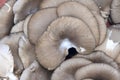 Pleurotus mushroom Royalty Free Stock Photo