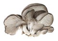 Pleurotus mushroom Royalty Free Stock Photo