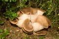 Pleurotus mushroom Royalty Free Stock Photo