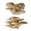 Pleurotus ostreatus Royalty Free Stock Photo