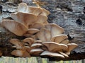 Pleurotus ostreatus mushroom Royalty Free Stock Photo