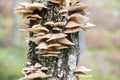 Pleurotus ostreatus mushrooms Royalty Free Stock Photo