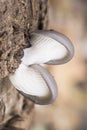 Pleurotus ostreatus Oyster mushroom delicious fungus growing wild on decaying logs ash gray above creamy white in blades and Royalty Free Stock Photo