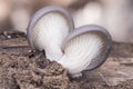 Pleurotus ostreatus Oyster mushroom delicious fungus growing wild on decaying logs ash gray above creamy white in blades and Royalty Free Stock Photo