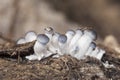 Pleurotus ostreatus Oyster mushroom delicious fungus growing wild on decaying logs ash gray above creamy white in blades and Royalty Free Stock Photo