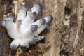 Pleurotus ostreatus Oyster mushroom delicious fungus growing wild on decaying logs ash gray above creamy white in blades and Royalty Free Stock Photo