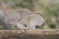 Pleurotus ostreatus Oyster mushroom delicious fungus growing wild on decaying logs ash gray above creamy white in blades and Royalty Free Stock Photo