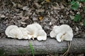 Pleurotus ostreatus oyster mushroom, oyster fungus, hiratake mushrooms growing wild on tree, gray blurry leaves background Royalty Free Stock Photo