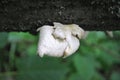 Pleurotus ostreatus oyster mushroom, oyster fungus, hiratake mushrooms growing wild on tree, green blurry leaves background Royalty Free Stock Photo