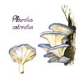 Pleurotus ostreatus oyster mushroom mushrooms set, growing on tree