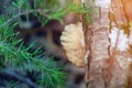 Pleurotus Ostreatus the pearl oyster mushroom or tree oyster mushroom on a tree bark Royalty Free Stock Photo