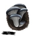 Pleurotus ostreatus, pearl or tree oyster mushroom closeup digital art illustration. Boletus have white body and grey cap.