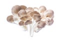Pleurotus pulmonarius mushroom. Royalty Free Stock Photo