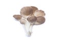 Pleurotus pulmonarius mushroom. Royalty Free Stock Photo