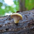 Pleurotus pulmonarius mushroom Royalty Free Stock Photo