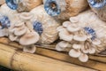 Pleurotus sajor-caju mushroom grow up in a farm Royalty Free Stock Photo