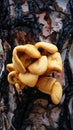 Pleurotus sp or orange grilled mushroom growing on trunk of a coniferous tree at high altitude Royalty Free Stock Photo