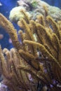 Plexaura is a genus of gorgonian-type octocorals in the family -Acanthoaxis -Briareum asbestinum Royalty Free Stock Photo