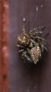 plexippus paykulli species of cannibalistic jumping spider Royalty Free Stock Photo