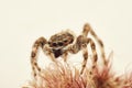 Brown Jumping spider macro photo Plexippus petersi