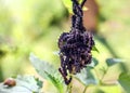 Plexus of real black caterpillars