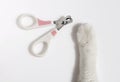 Pliers cut cat claws Royalty Free Stock Photo