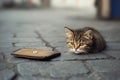 Sad homeless kitten on the road next to an empty wallet. Concept of poverty