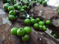 Jabuticaba, the green and spherical immature fruit that grows directly on the trunk.