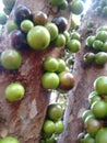 Jabuticaba, the green and spherical immature fruit that grows directly on the trunk.