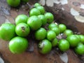 Jabuticaba, the green and spherical immature fruit that grows directly on the trunk.