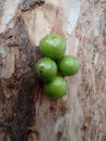 Jabuticaba, the green and spherical immature fruit that grows directly on the trunk.