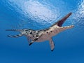 Pliosaur Kronosaurus Royalty Free Stock Photo