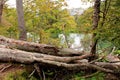 Fallen trees at Plitvice Lakes National Park in Croatia Royalty Free Stock Photo