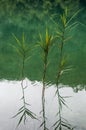 Plitvice Lakes National Park, lake, aquatic plants, forest, green, environment, mountain, nature reserve, Croatia, Europe Royalty Free Stock Photo