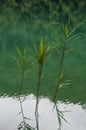 Plitvice Lakes National Park, lake, aquatic plants, forest, green, environment, mountain, nature reserve, Croatia, Europe Royalty Free Stock Photo