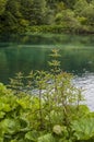 Plitvice Lakes National Park, lake, aquatic plants, forest, green, environment, mountain, nature reserve, Croatia, Europe Royalty Free Stock Photo