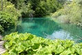 Plitvicka lake - burdock Royalty Free Stock Photo