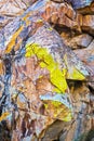 Plobsheim yellow lichen on the rocks lat. Pleopsidium flavum Bellardi KÃÂ¶rb