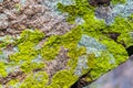 Plobsheim yellow lichen on the rocks lat. Pleopsidium flavum Bellardi KÃÂ¶rb