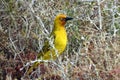 Ploceus capensis bird, Addo Elephant National Park, Port Elizabeth, South Africa Royalty Free Stock Photo