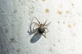 Plock, Poland - August 12, 2021. One of the thousends Araneus diadematus spider living on the pier above Vistula river Royalty Free Stock Photo