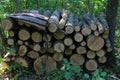 Plot of cut firewood in the forest. Preparing for the stove heating season. Fire-fighting clearings in the forest Royalty Free Stock Photo