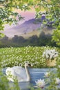 Plot for photo, nature, lake with swan, background for frame, landscape