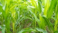 Plots of corn on grassless areas through weeding with herbicides.