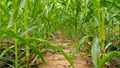 Plots of corn on grassless areas through weeding with herbicides.