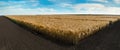 plots of ripe wheat harvested wheat field in arable land and blue sky Royalty Free Stock Photo