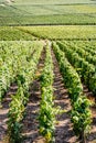 Plots and rows of grapevine in the Champagne vineyard Royalty Free Stock Photo