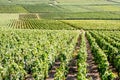 Plots and rows of grapevine in the Champagne vineyard Royalty Free Stock Photo